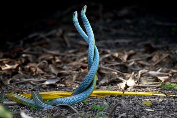 Sonhos com cobras: o que eles significam?