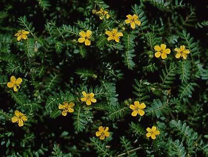 Tribulus Tribulus