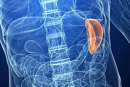 Tumors of the spleen &#8211; hemangioma and lymphoma