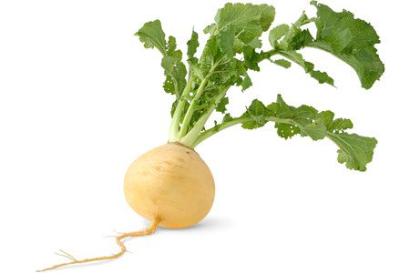 Turnip: benefits and harms, cooking