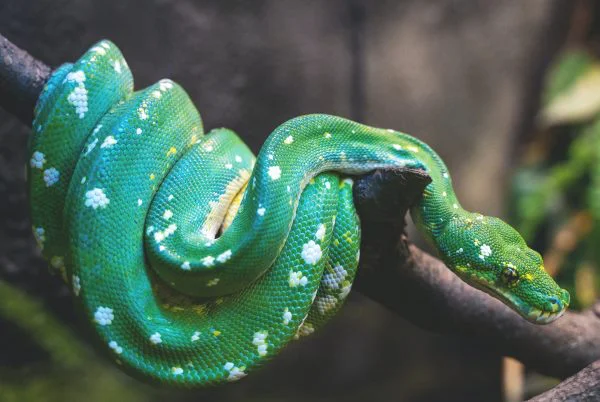 Dreams About Snakes: What Do They Mean?