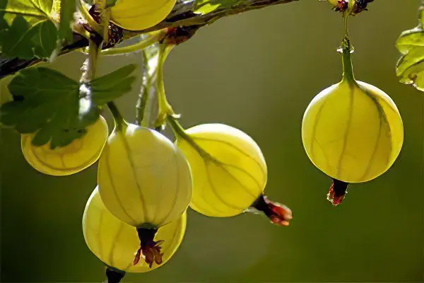 Types of gooseberries