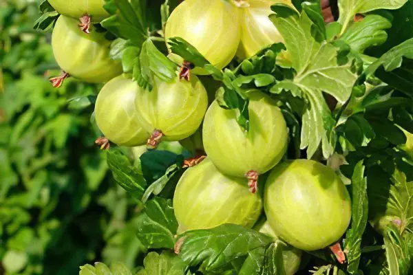 Types of gooseberries