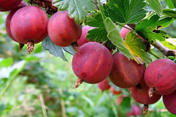 Types of gooseberries