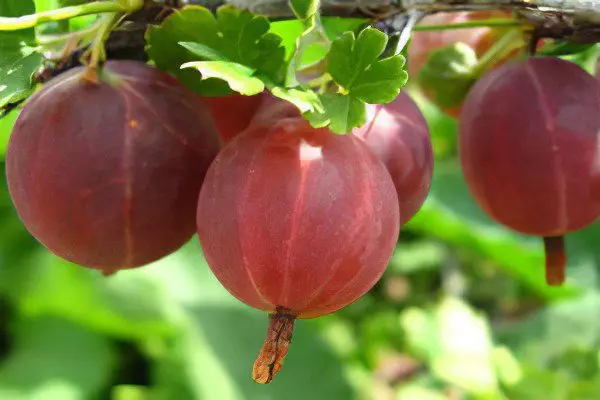 Types of gooseberries