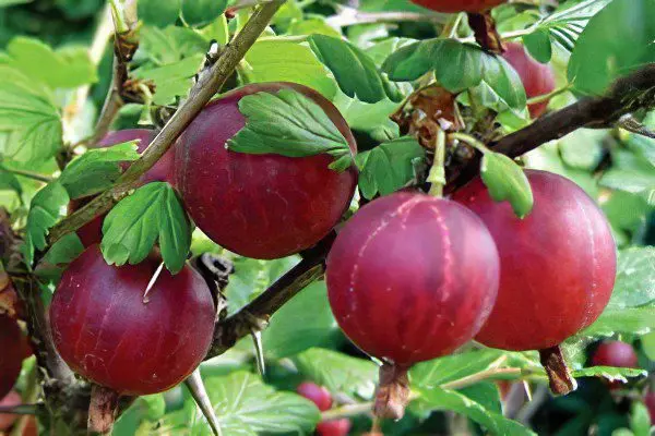 Types of gooseberries