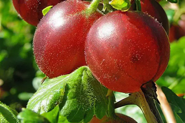 Types of gooseberries