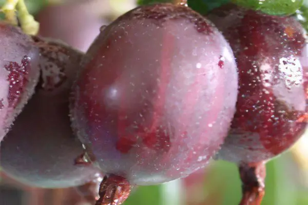 Types of gooseberries