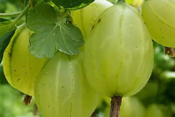 Types of gooseberries