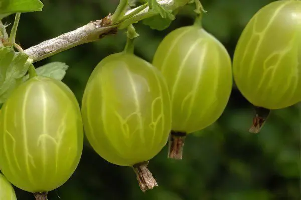 Types of gooseberries