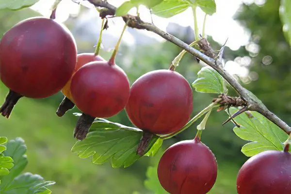 Types of gooseberries