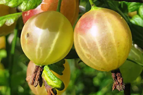 Types of gooseberries