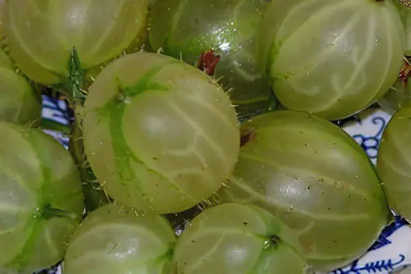 Types of gooseberries