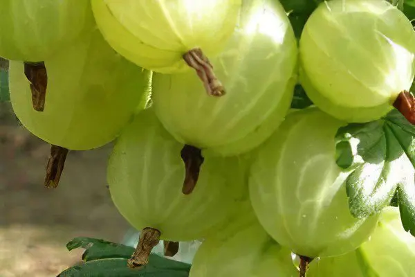 Types of gooseberries