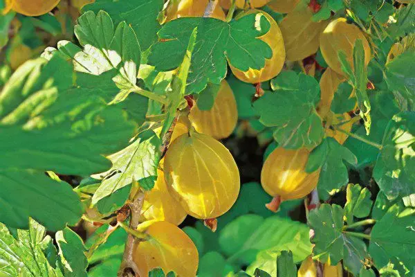 Types of gooseberries