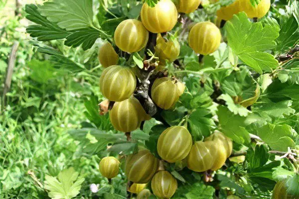 Types of gooseberries