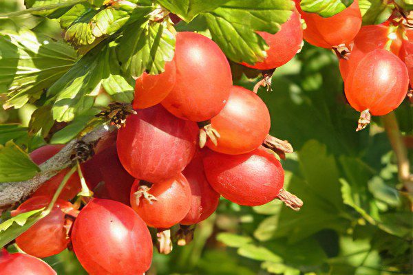 Types of gooseberries