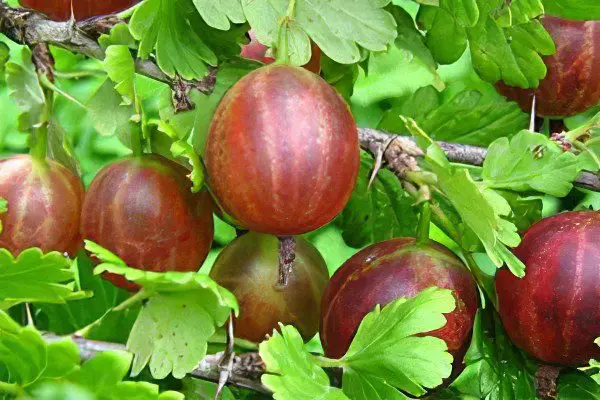 Types of gooseberries