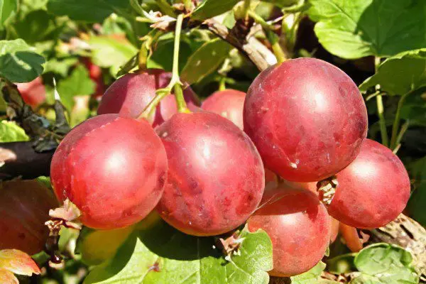 Types of gooseberries