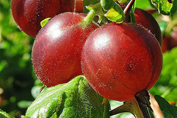 Types of gooseberries