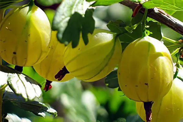 Types of gooseberries