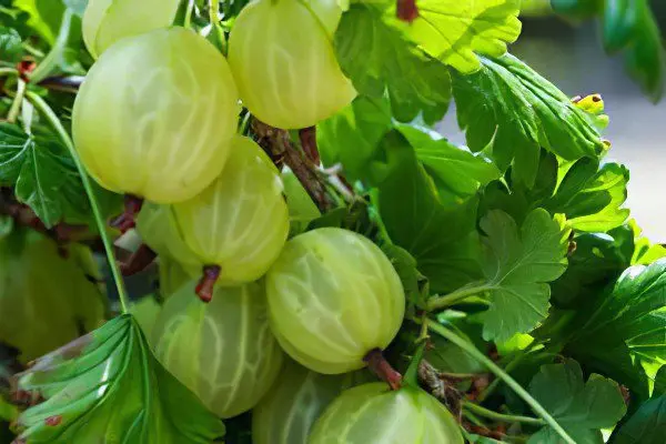 Types of gooseberries