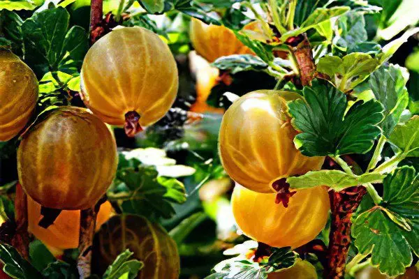 Types of gooseberries