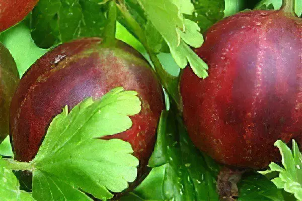 Types of gooseberries