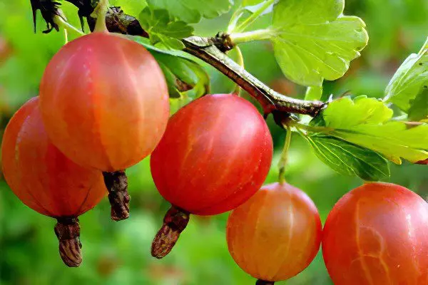 Types of gooseberries