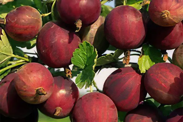 Types of gooseberries