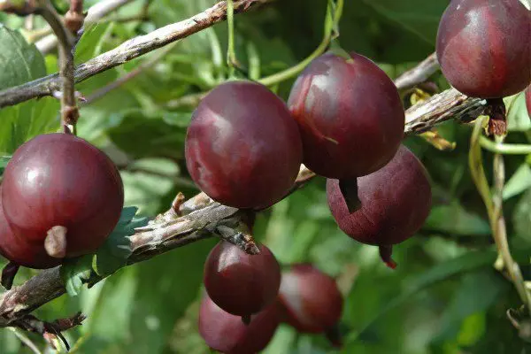 Types of gooseberries