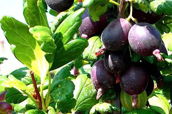 Types of gooseberries