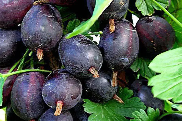 Types of gooseberries