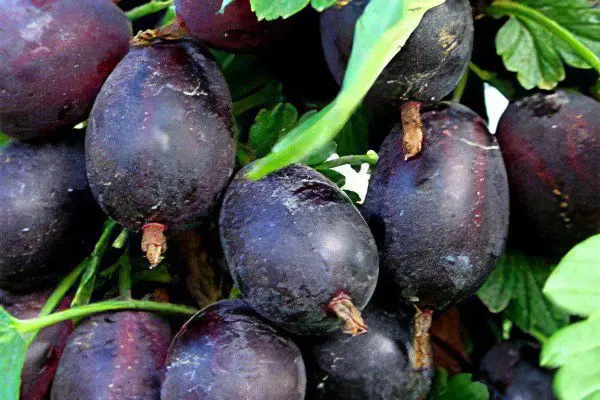 Types of gooseberries