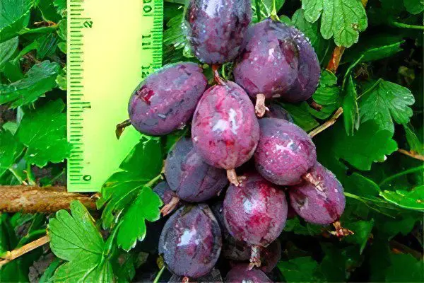 Types of gooseberries