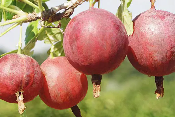 Types of gooseberries