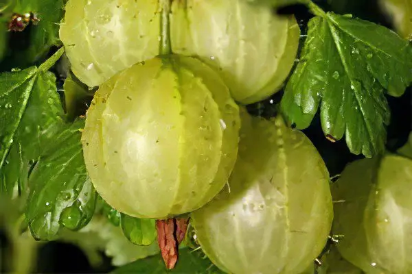 Types of gooseberries