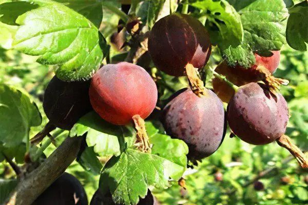 Types of gooseberries