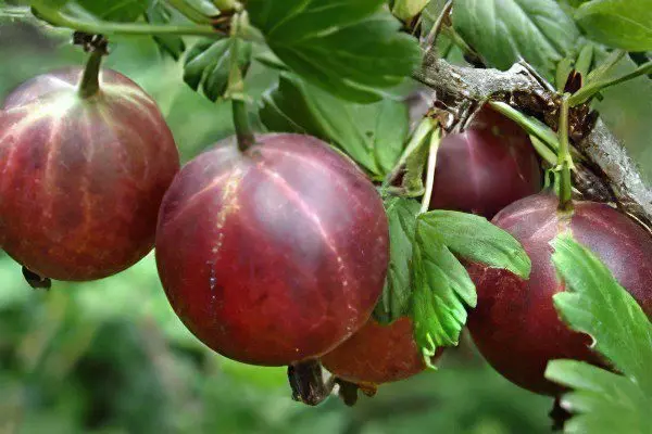 Types of gooseberries