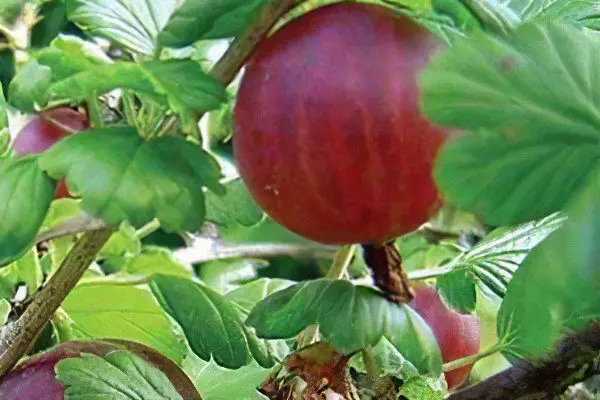 Types of gooseberries