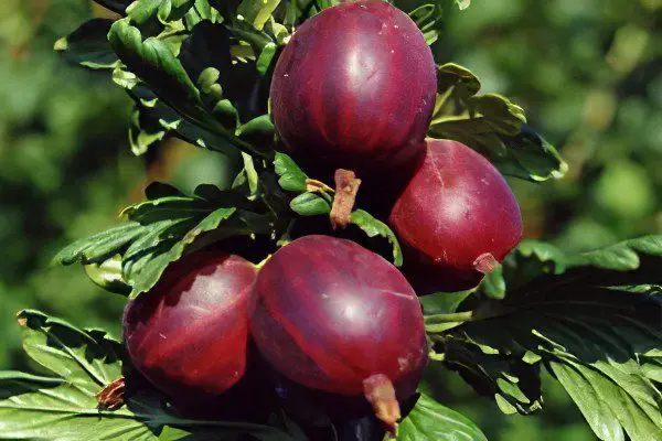 Types of gooseberries