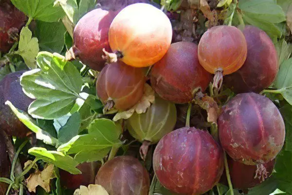 Types of gooseberries