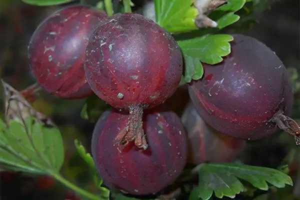 Types of gooseberries