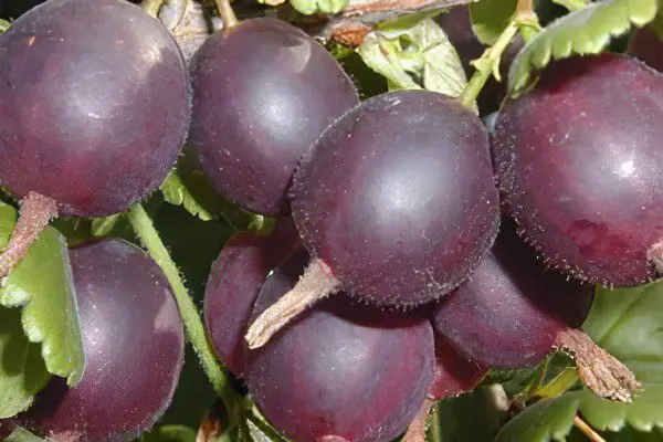 Types of gooseberries