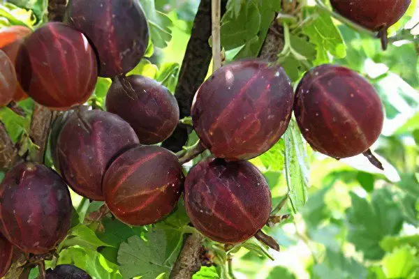 Types of gooseberries