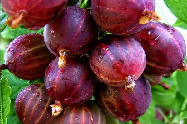 Types of gooseberries