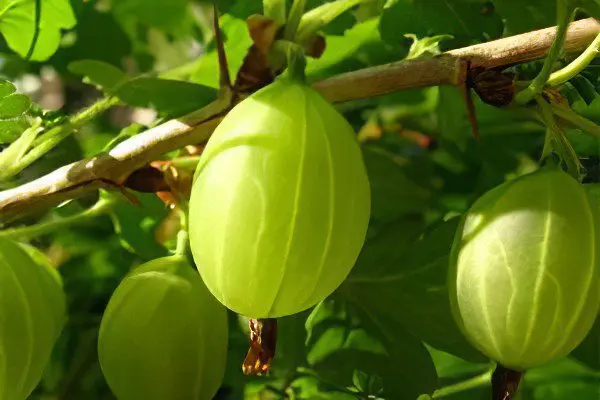 Types of gooseberries