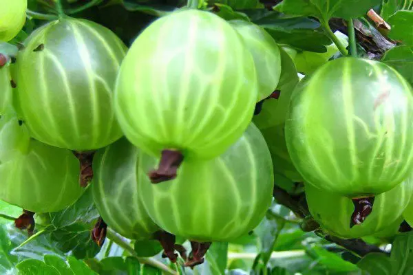 Types of gooseberries