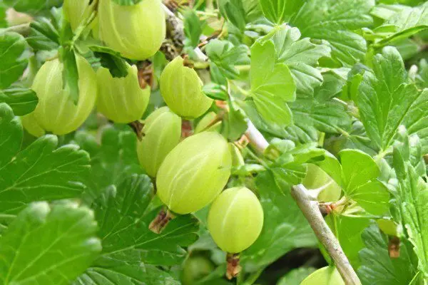 Types of gooseberries