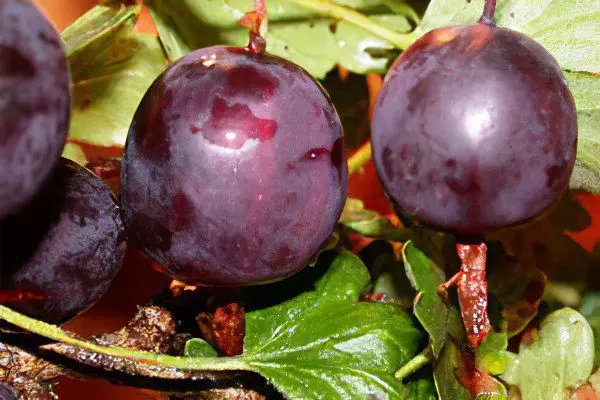 Types of gooseberries